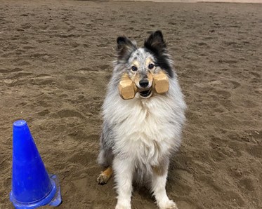 Arjeplog Brukshundklubb