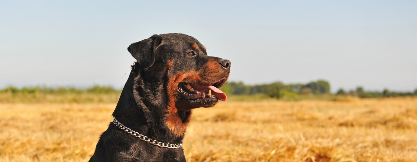 Rottweiler sitter på stubbåker