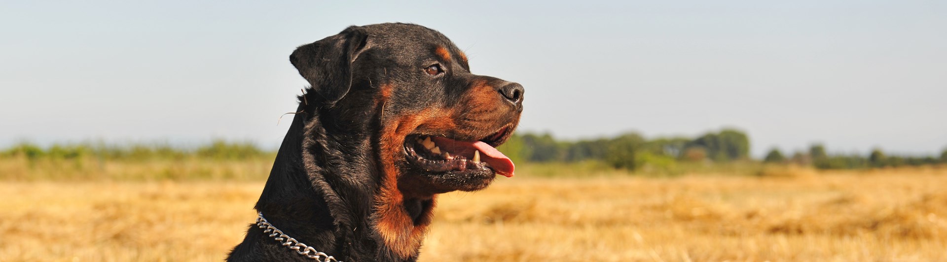 Rottweiler sitter på stubbåker