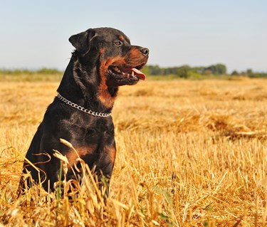 Rottweiler sitter på stubbåker