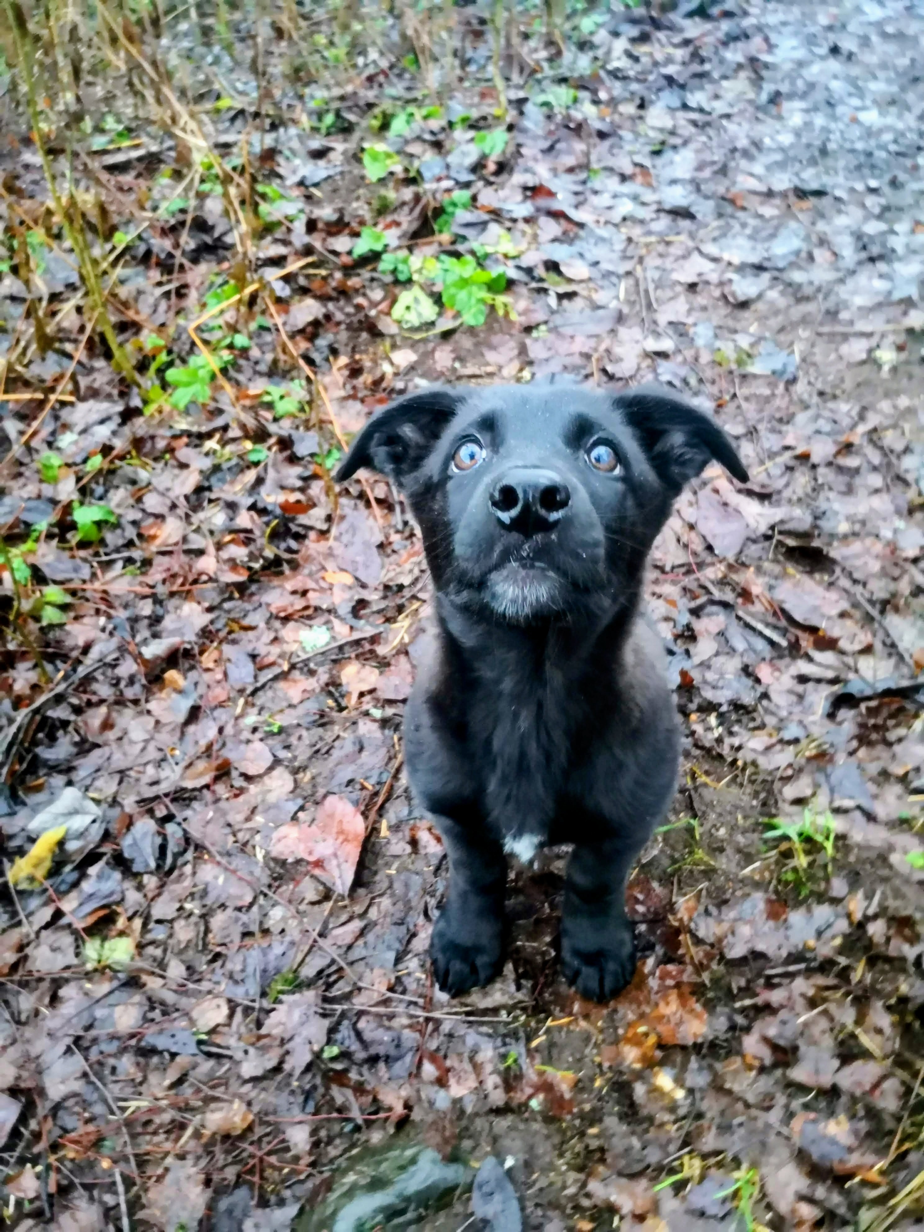 Svart valp i höstlöv som tittar upp mot kameran