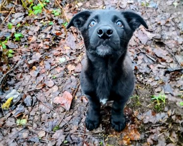 Svart valp i höstlöv som tittar upp mot kameran
