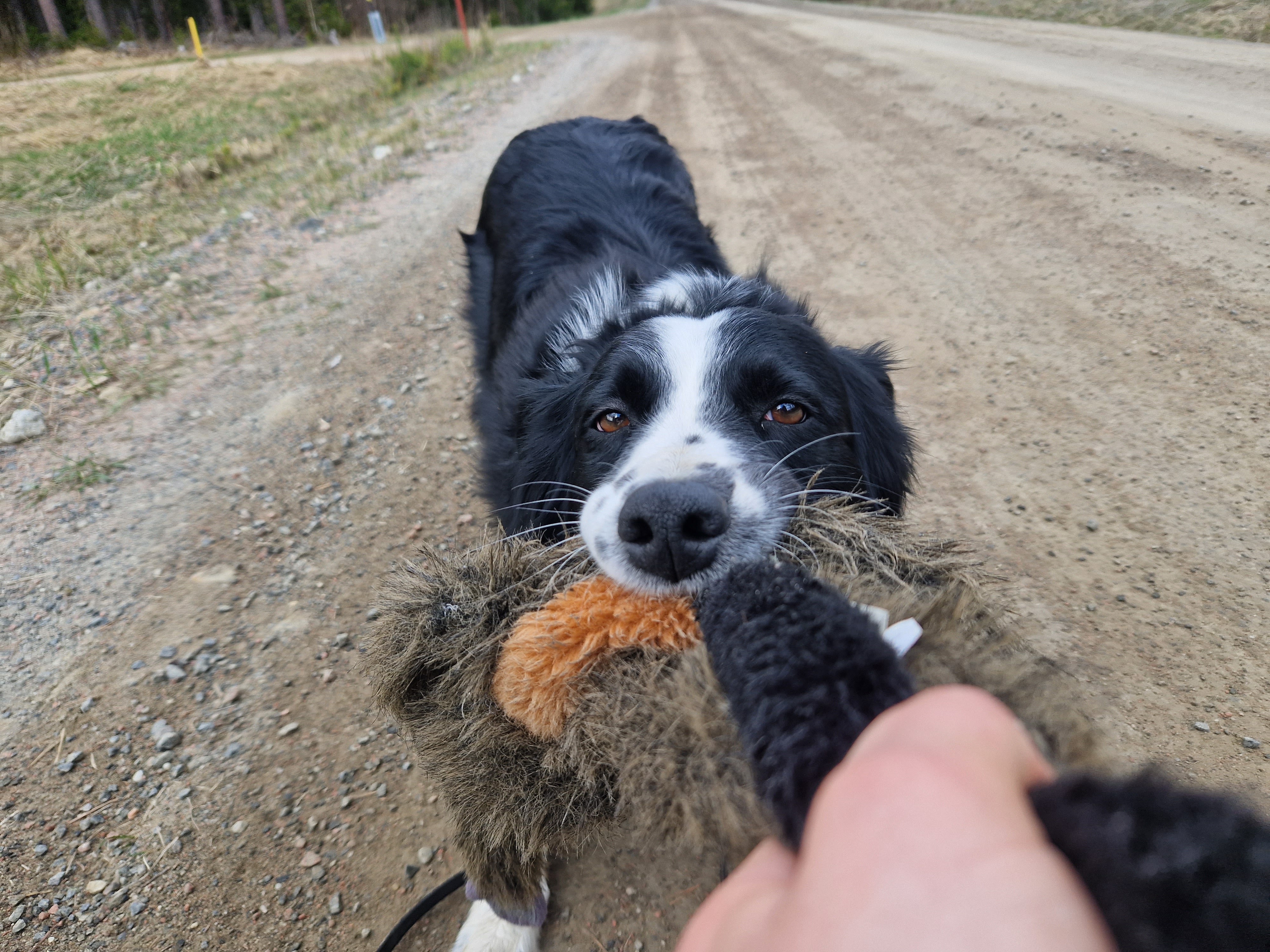 Hund kampar med kamptrasa.