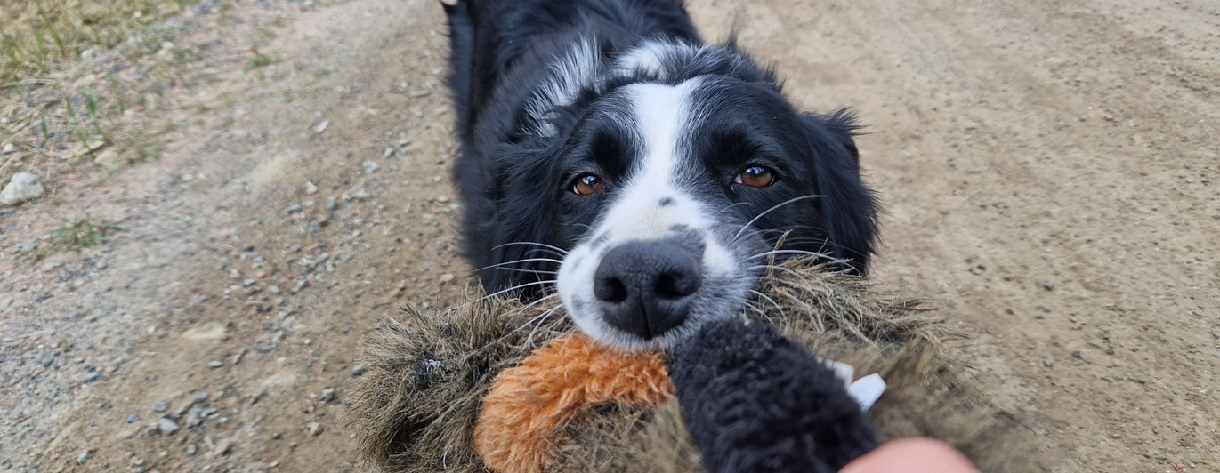 Hund kampar med kamptrasa.