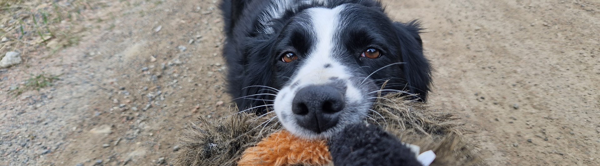 Hund kampar med kamptrasa.
