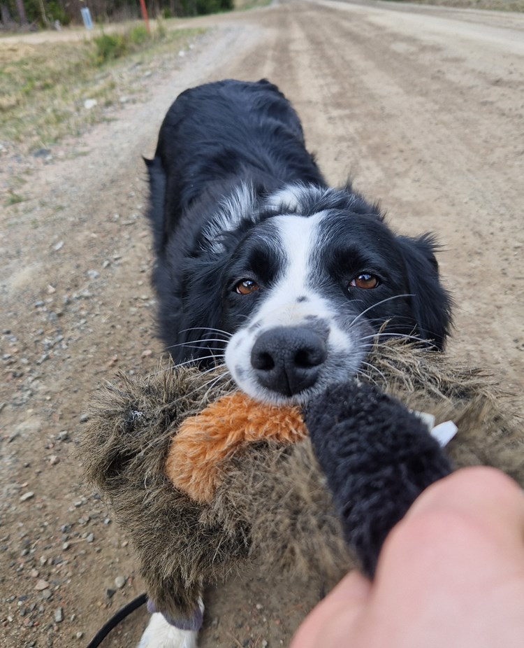 Hund kampar med kamptrasa.