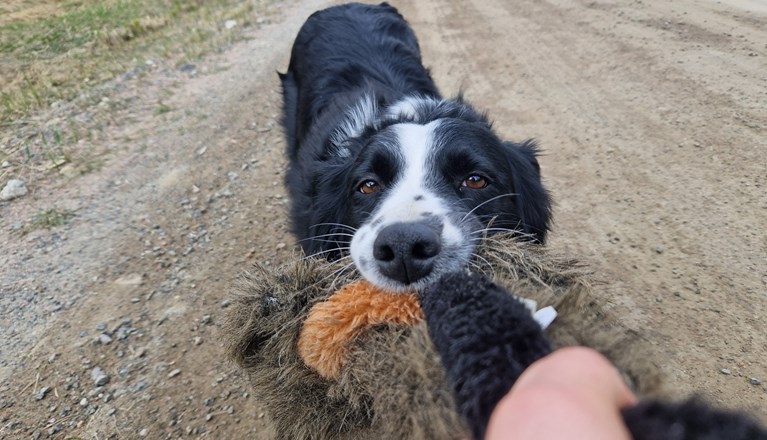 Hund kampar med kamptrasa.