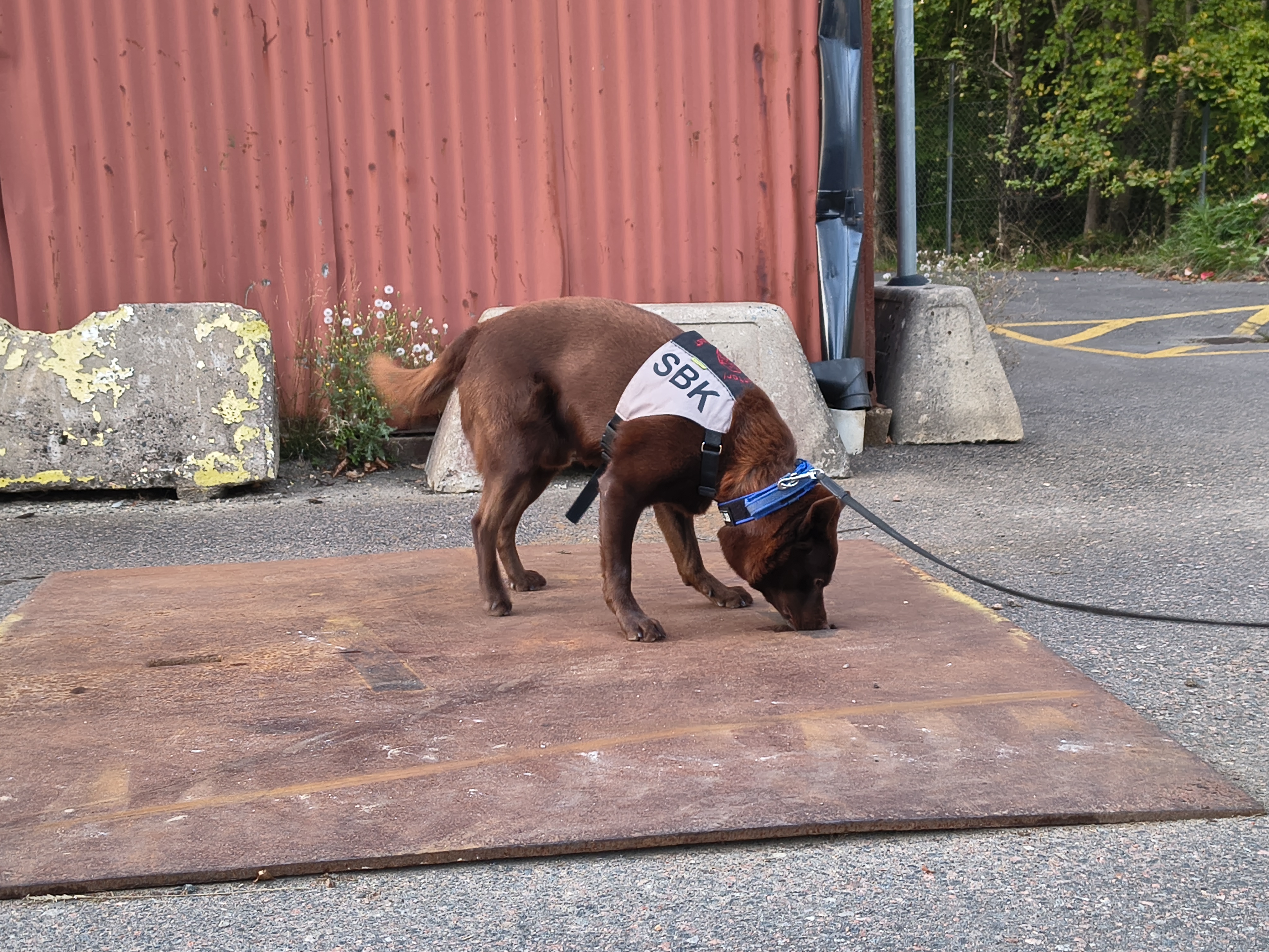 Kelpie som markerar gör en frysmarkering