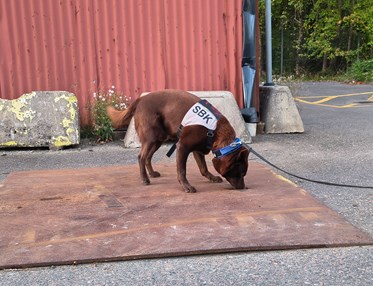 Kelpie som markerar gör en frysmarkering