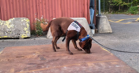 Kelpie som markerar gör en frysmarkering