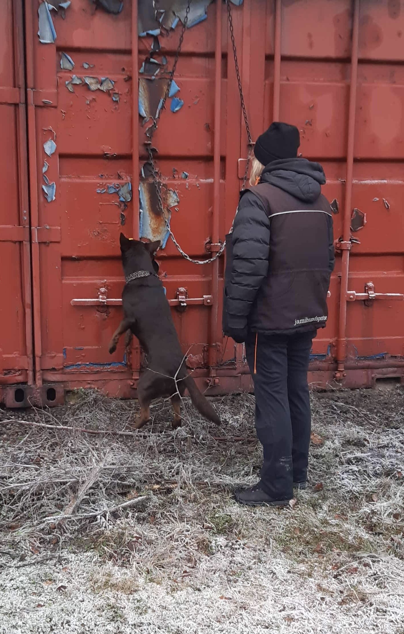 En förare tränar nosework vid en röd container med sin bruna kelpie. 