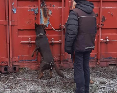 En förare tränar nosework vid en röd container med sin bruna kelpie.