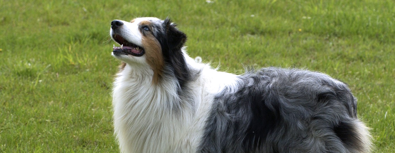 Australian shepherd