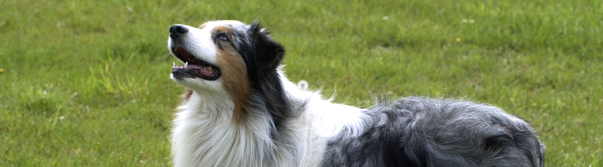Australian shepherd