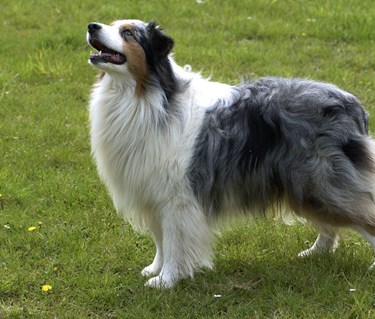 Australian shepherd