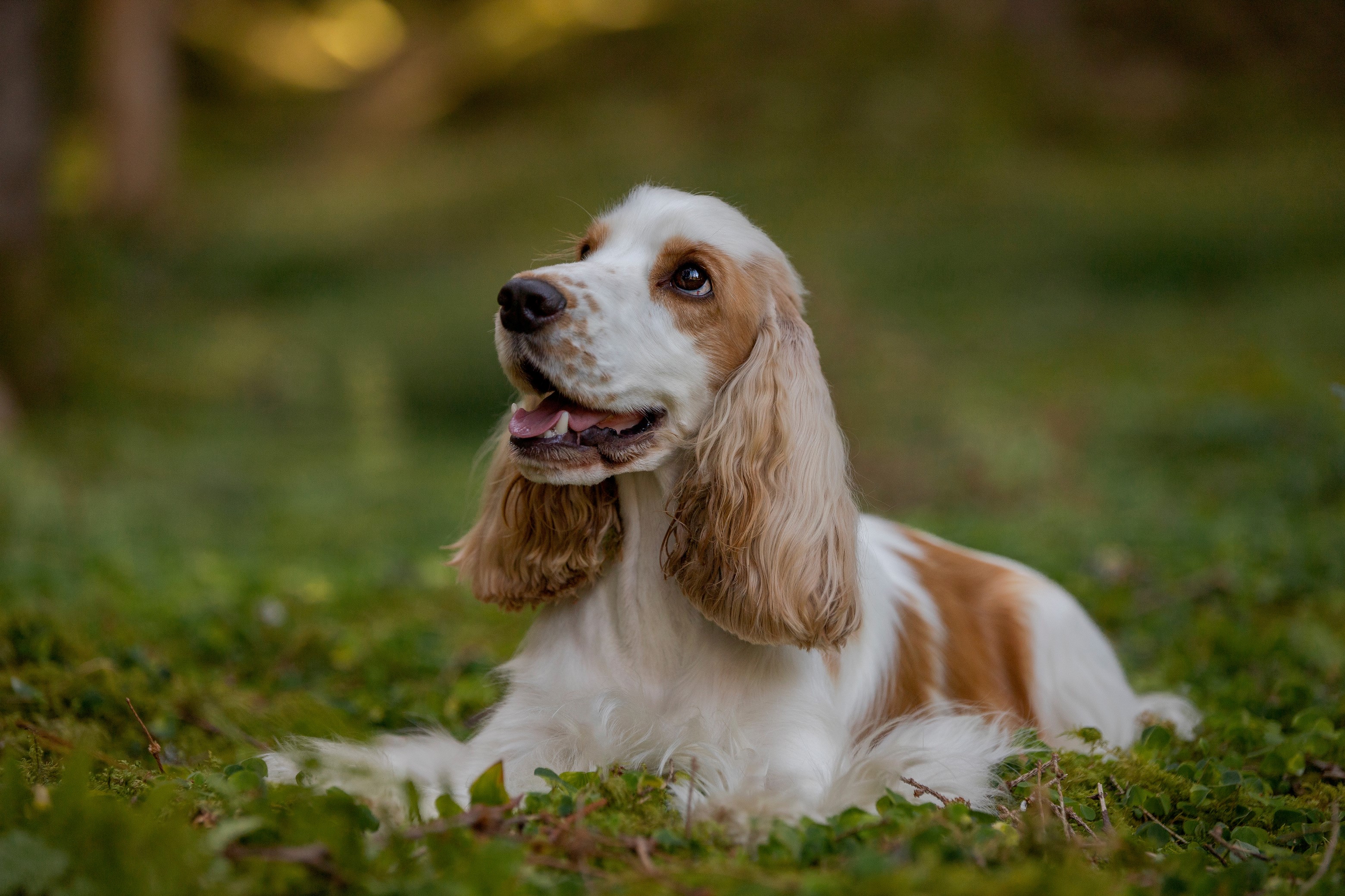 Cocker Spaniel som ligger ner i gräset
