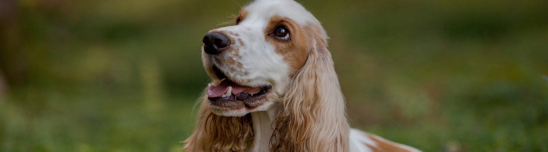 Cocker Spaniel som ligger ner i gräset