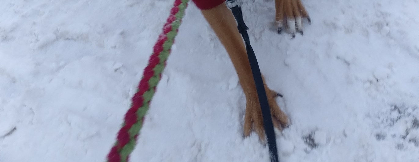 Hund biter i leksaksfläta.