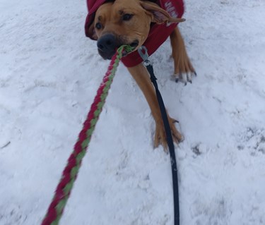 Hund biter i leksaksfläta.