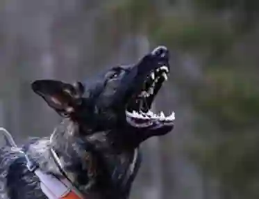 Tysk schäferhund skäller mot figurant.