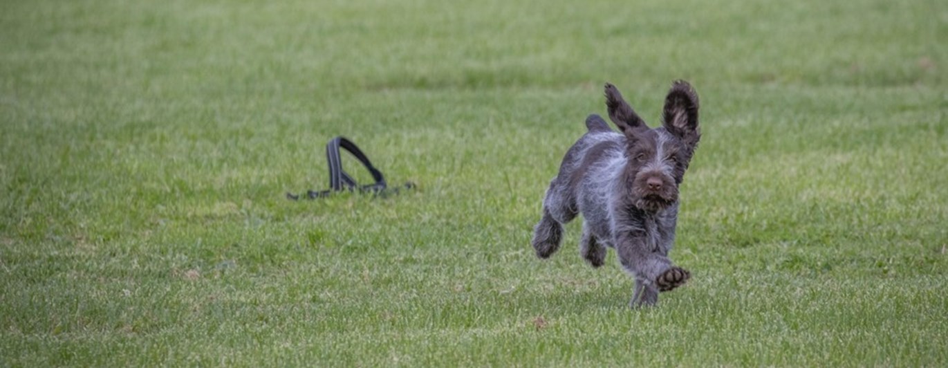 Springande Vorstehvalp