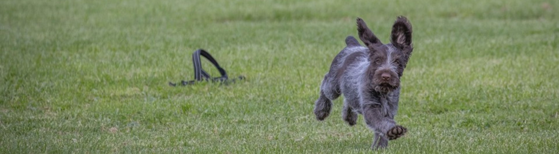 Springande Vorstehvalp