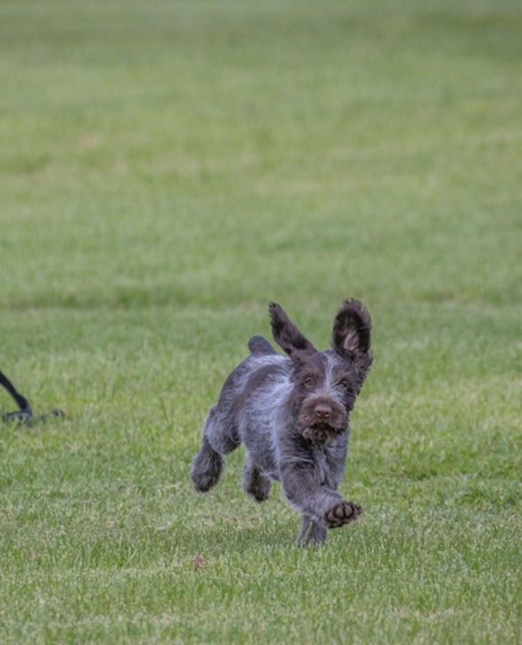 Springande Vorstehvalp