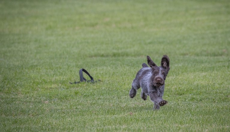 Springande Vorstehvalp