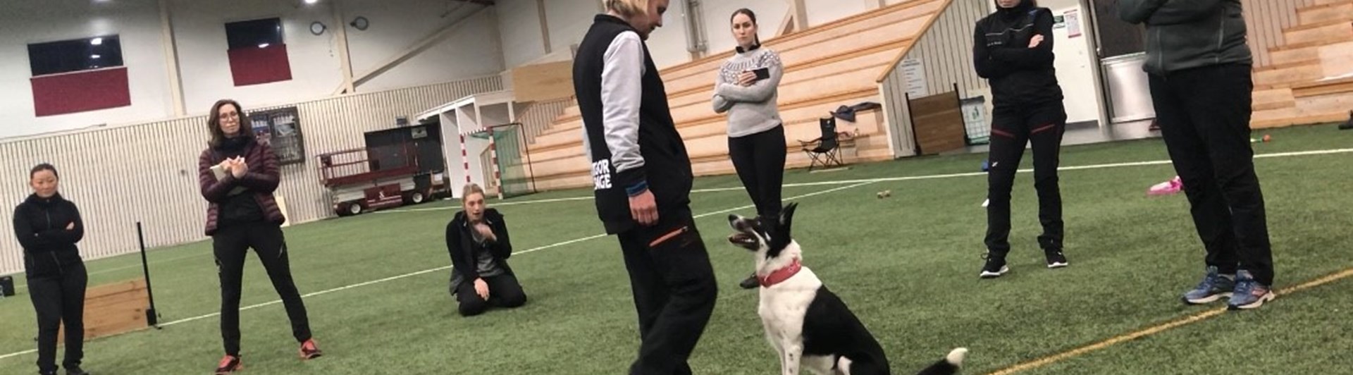 Border collie och förare som tränar med hjälp av övriga i gruppen