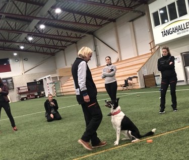 Border collie och förare som tränar med hjälp av övriga i gruppen