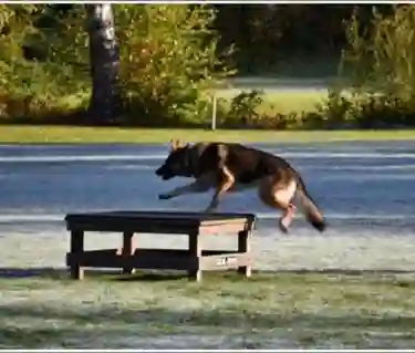 Hund hoppar på bord IPO-R