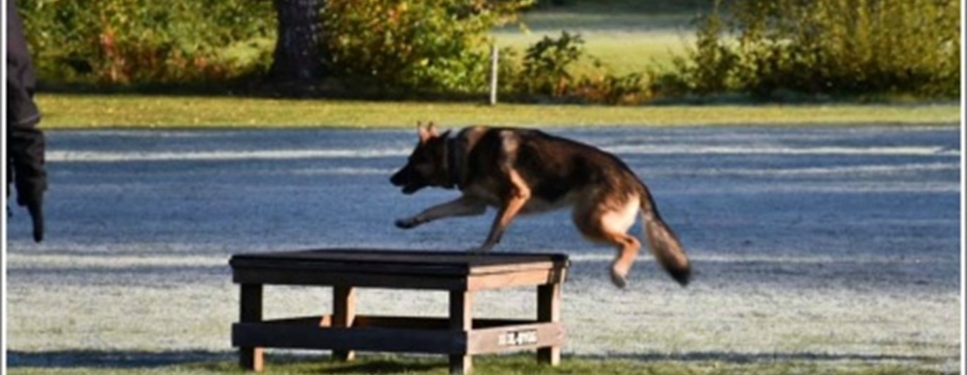 Hund hoppar på bord IPO-R
