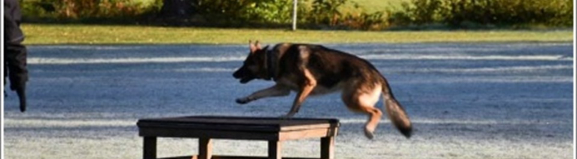 Hund hoppar på bord IPO-R