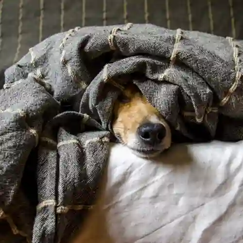 Hund under filt