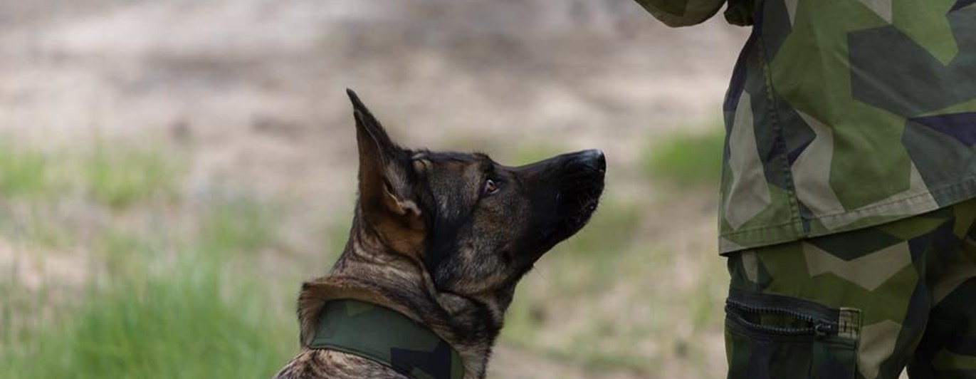 Schäfer med tjänstetecken