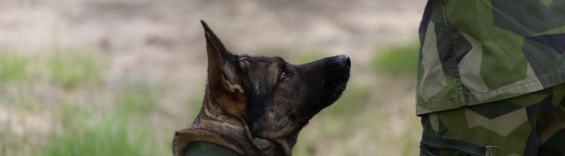 Schäfer med tjänstetecken