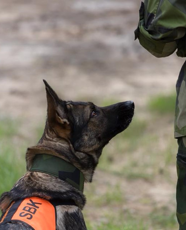 Schäfer med tjänstetecken