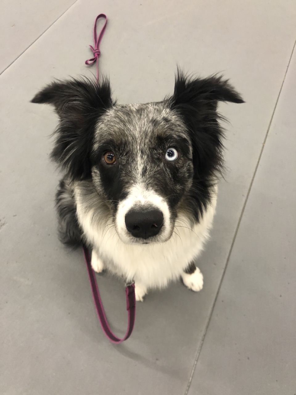 Aussie med ett blått öga