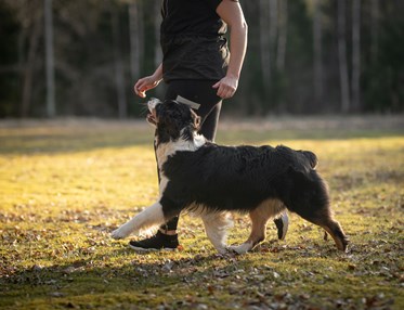 Hund som går