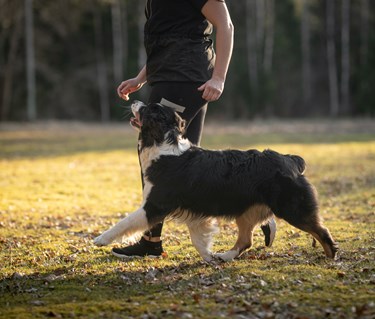 Hund som går