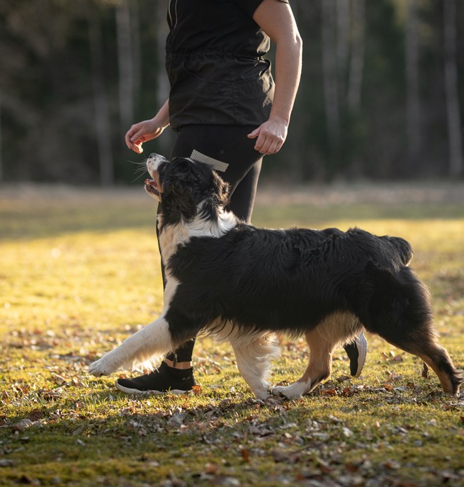 Hund som går