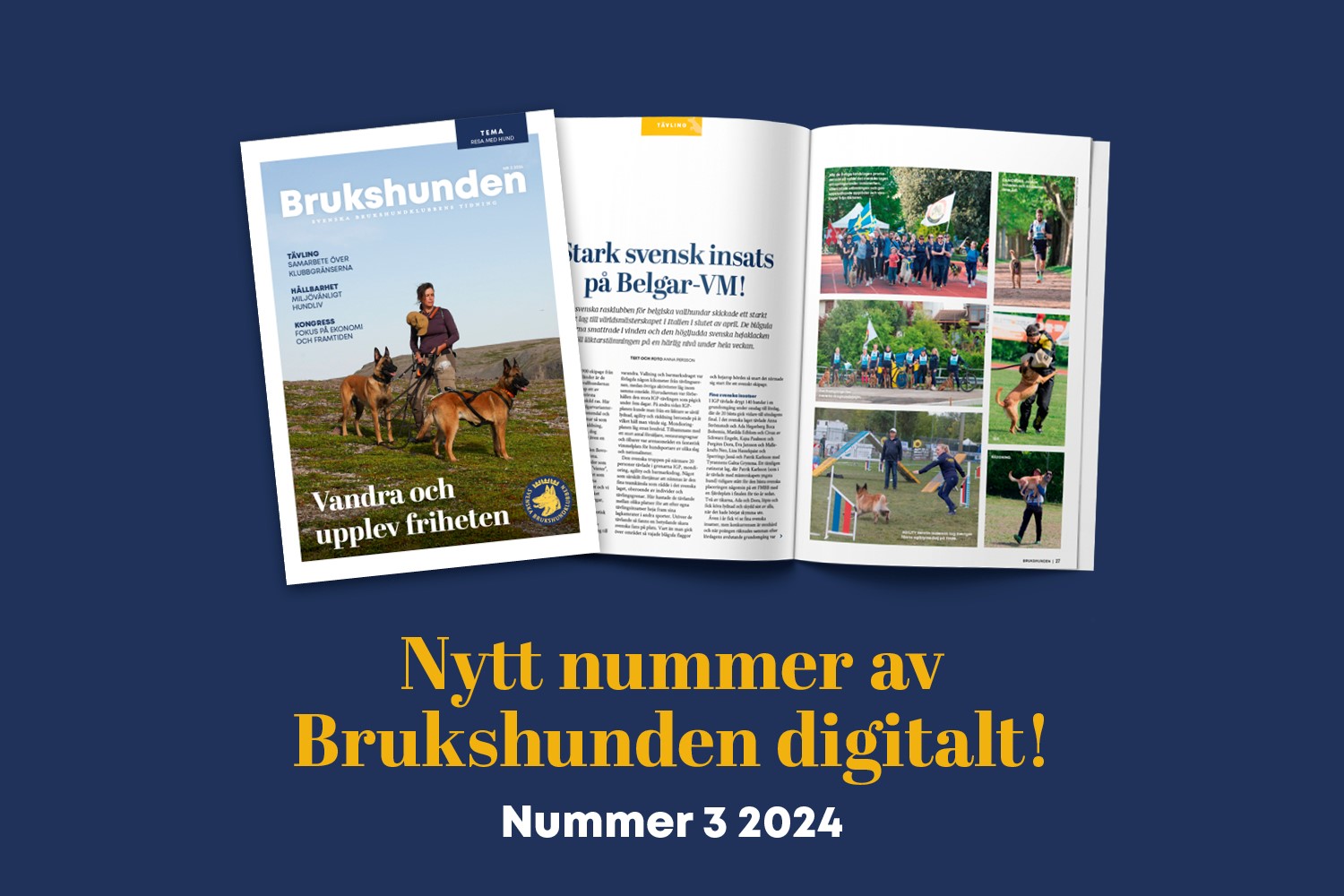 Bild på tidningen Brukshunden nummer 3, 2024.