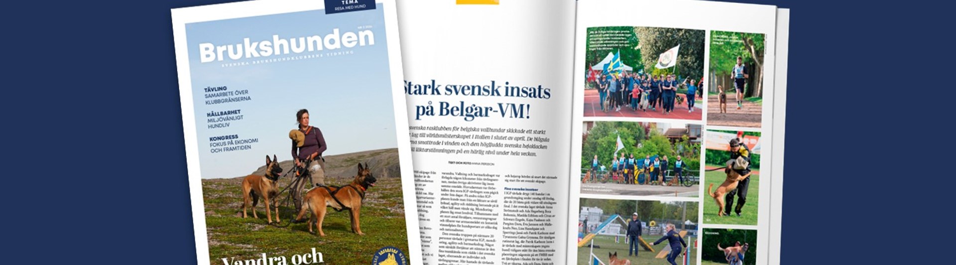 Bild på tidningen Brukshunden nummer 3, 2024.