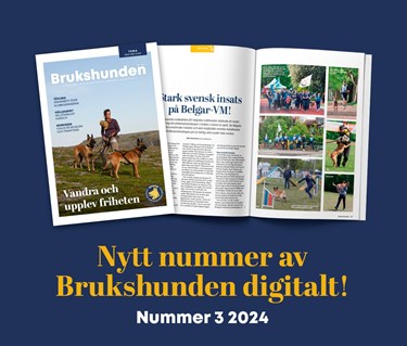 Bild på tidningen Brukshunden nummer 3, 2024.