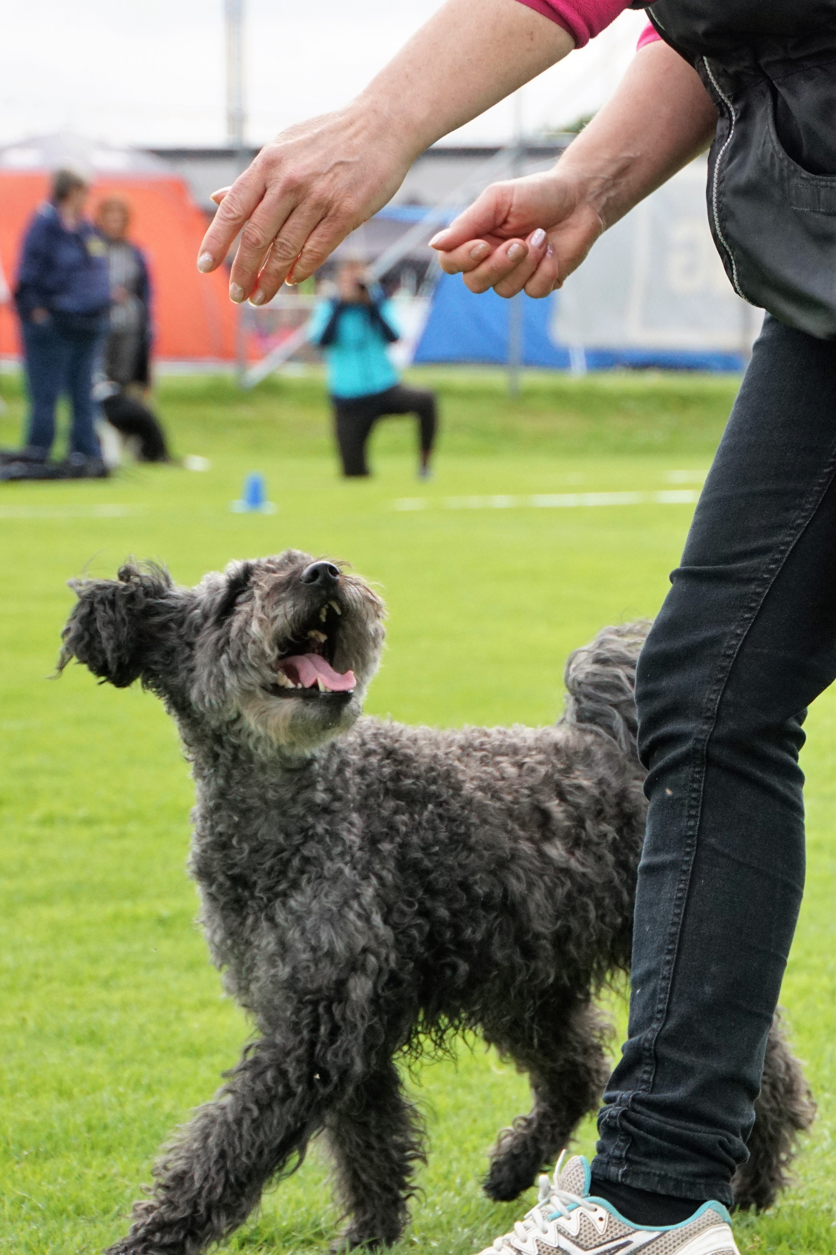 Rallylydnadshund av rasen Pumi som tittar på matte