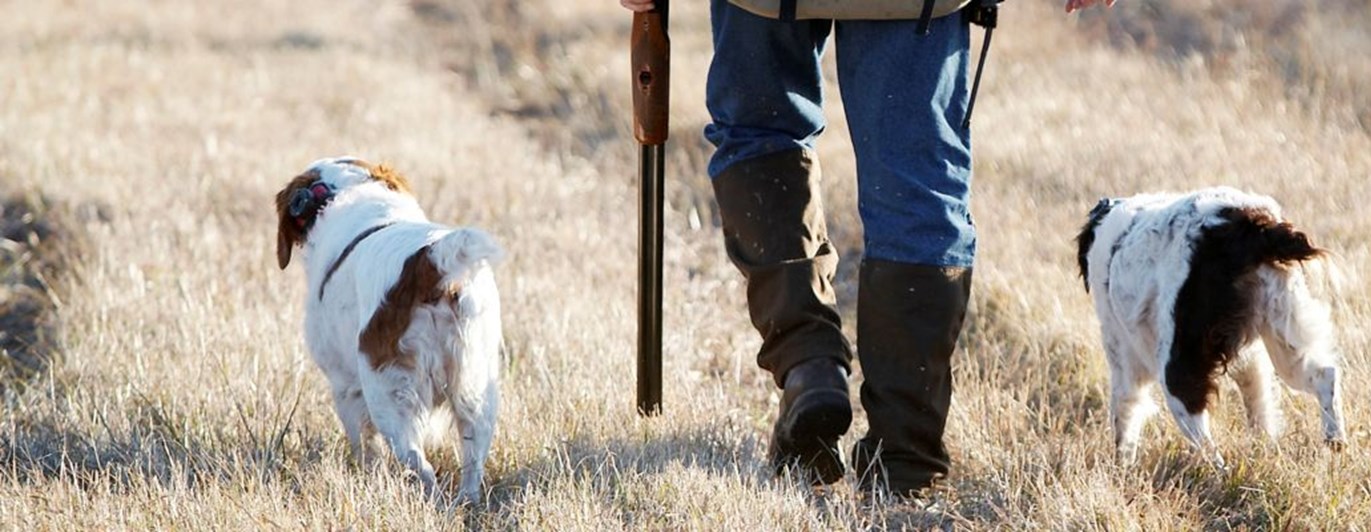 Jakthund och jägare sedda bakifrån
