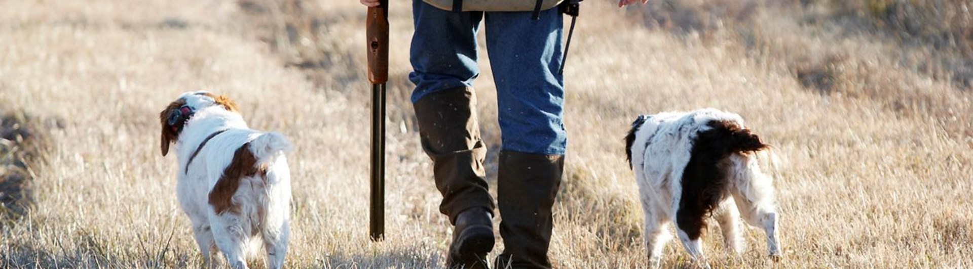 Jakthund och jägare sedda bakifrån