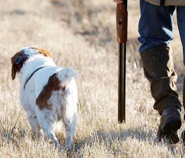 Jakthund och jägare sedda bakifrån