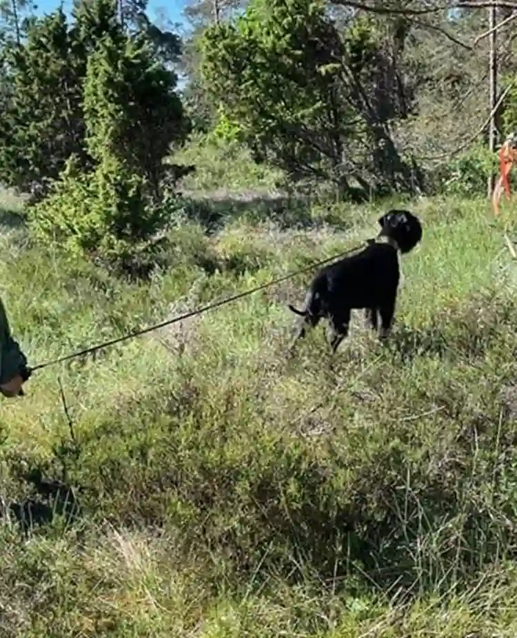 Vindmarkering för Patrullhund