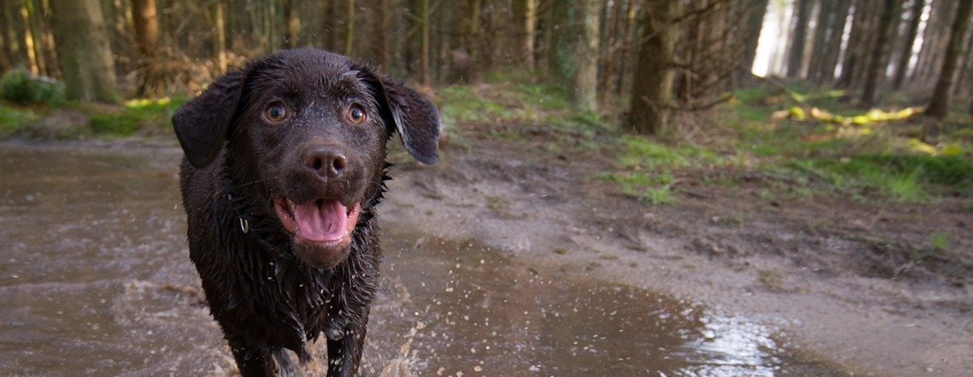 Valp springer i vattenpöl